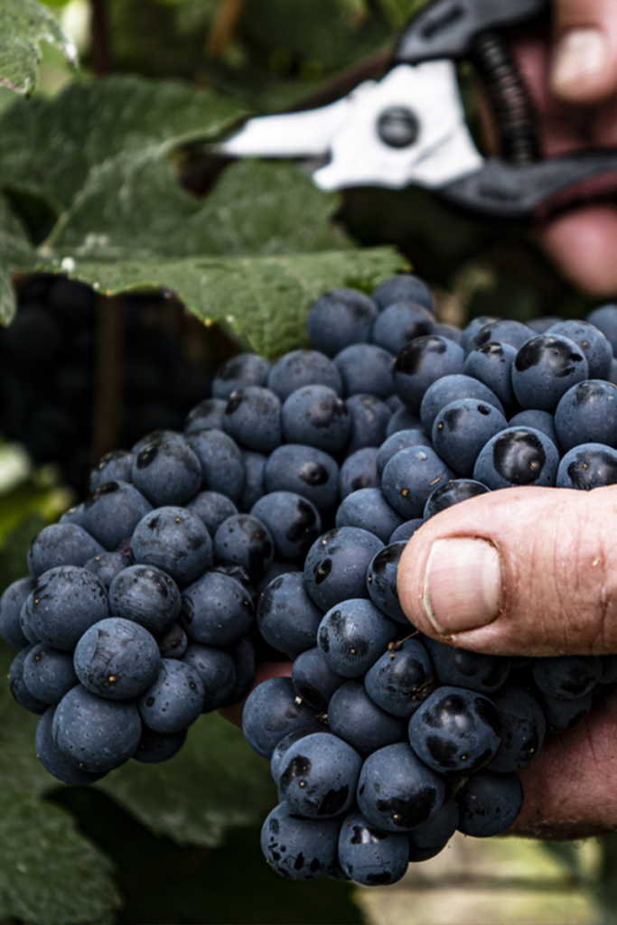Grappe de raisin Meunier coupée au sécateur dans les vignes de Passy-Grigny